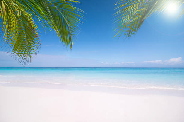 istock Coconut tree and beautiful tropical beach 898281200