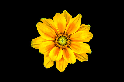 Top Beautiful daisy flower isolated on black background, clipping path.