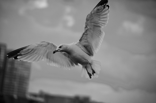 A collection of pictures of seagulls flying in search of food over the Detroit River.