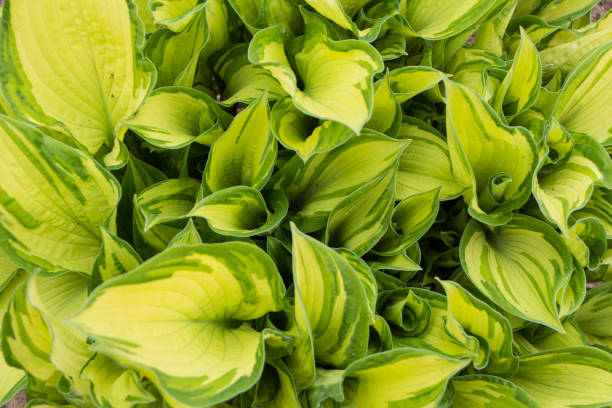istock Background of hosta, green yellow leaves 898284550