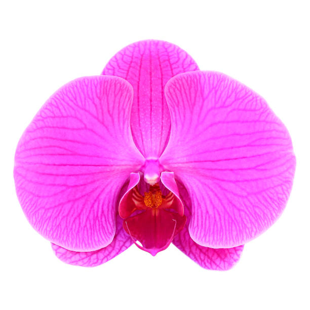 istock orchid flower isolated on white background 898287702