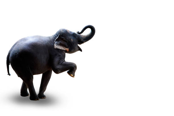 istock young elephant standing with two hind legs isolated on white background 898293696