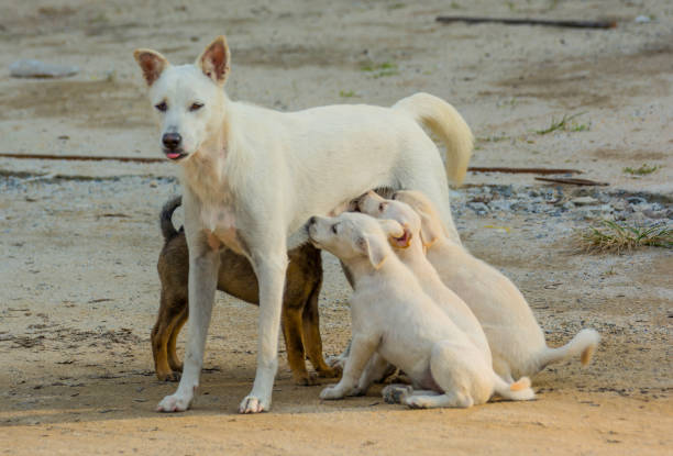 istock MOTHER DOG BREASTFEEDING ITS BABY 898293740