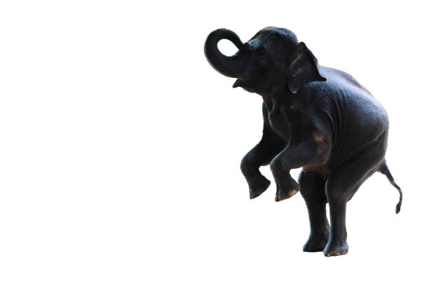 istock young elephant standing with two hind legs isolated on white background 898295248