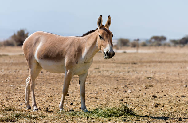 istock The onager (Equus hemionus) is a brown Asian wild donkey 898295456
