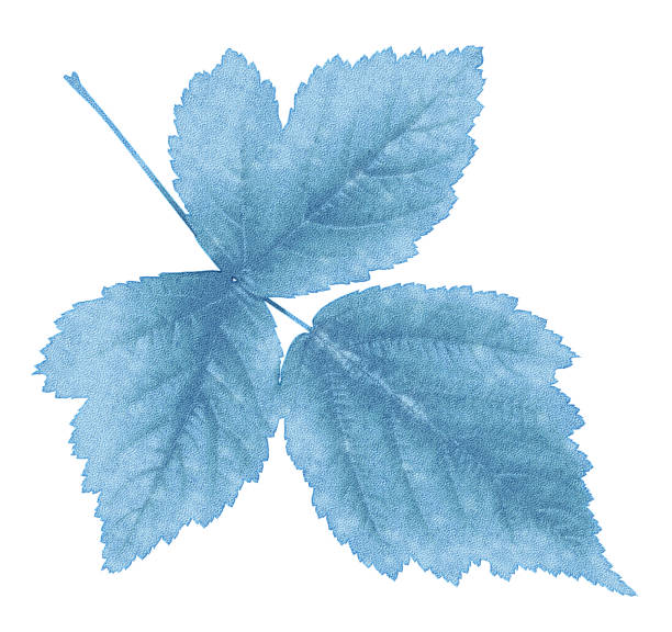 zamrożony liść lodu z malin izolowanych - frozen leaf cold white background stock illustrations