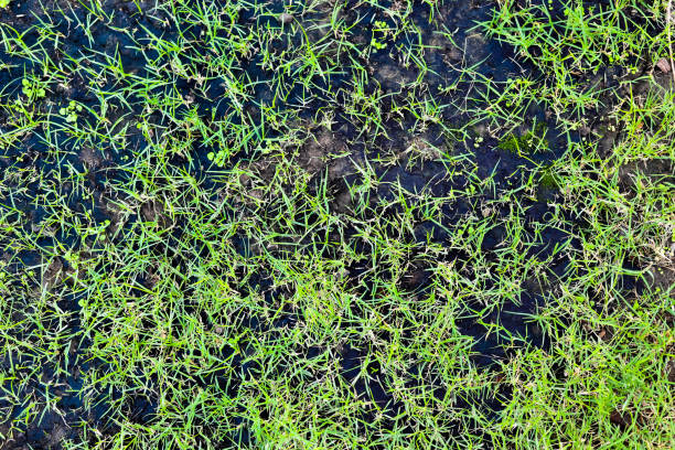 istock Green grass is growing in black soil in the lawn. 898295842
