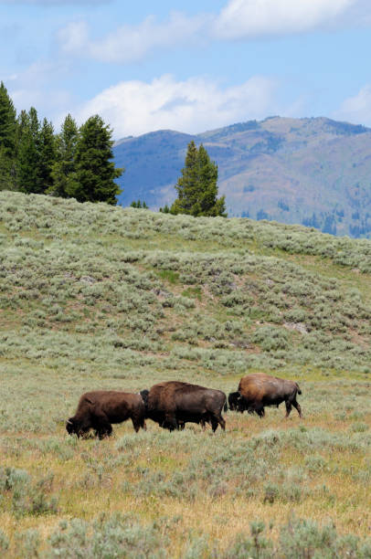 istock Buffalo in Yellowstone National Park 898296108