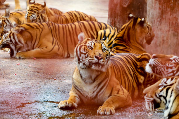 istock Group of tigers,Thailand 898297208