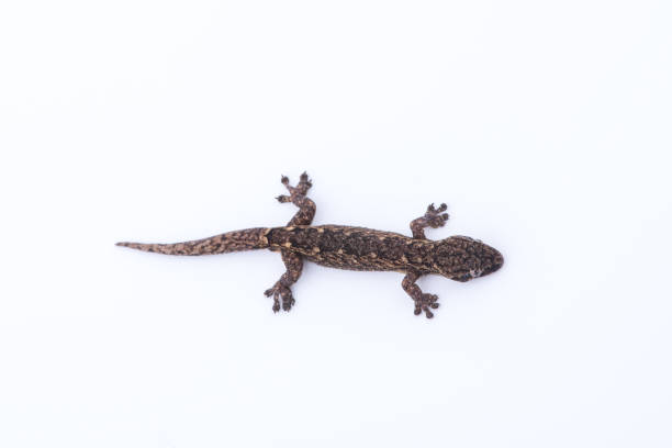 istock Small lizard on white background. Reptiles found in nature,Thailand 898298858