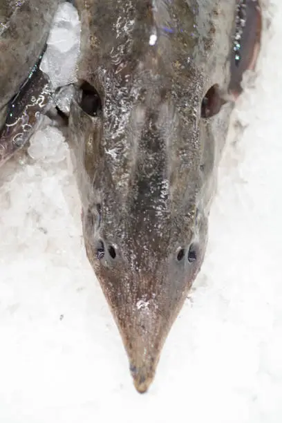 Frozen ice-cold fish in the store Frozen fish. Freshfish market. Gilt-head bream. Sea bream fish on ice. Fresh fish on ice for sale at market.