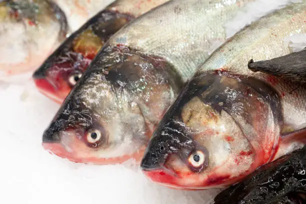 Frozen ice-cold fish in the store Frozen fish. Freshfish market. Gilt-head bream. Sea bream fish on ice. Fresh fish on ice for sale at market.