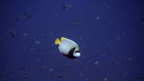 istock Pomacanthus Angelfish at the komodo islands 898302998