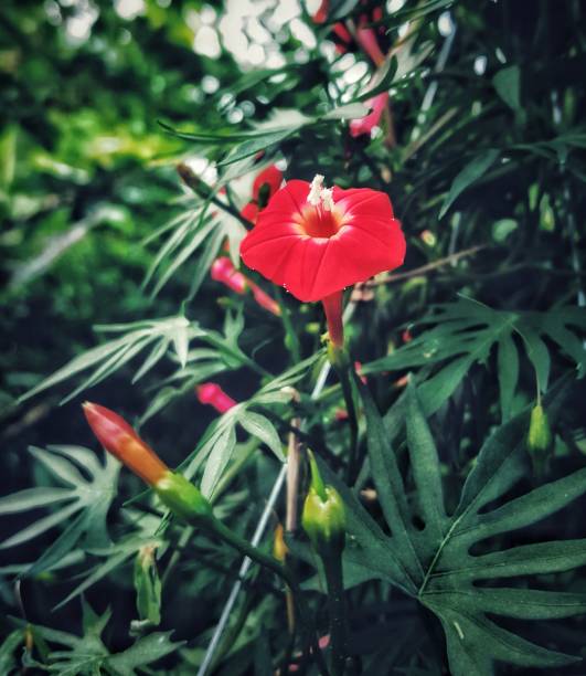 Ipomoea quamoclit Linn is herbaceous plant .creepers hanging on the tree.ivy,red blooms,flowers