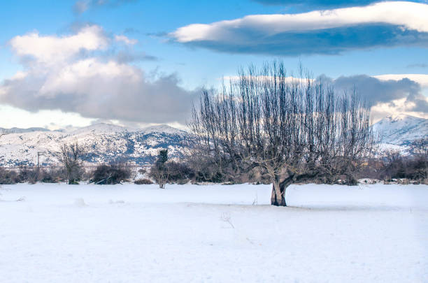 The picturesque Lasithi Plateau covered with snow. A lonely tree composed this amazing scene.