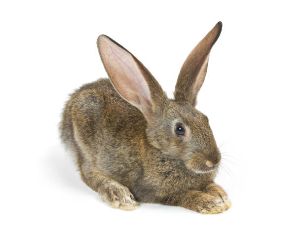 istock Happy New Year of rabbit 898308136