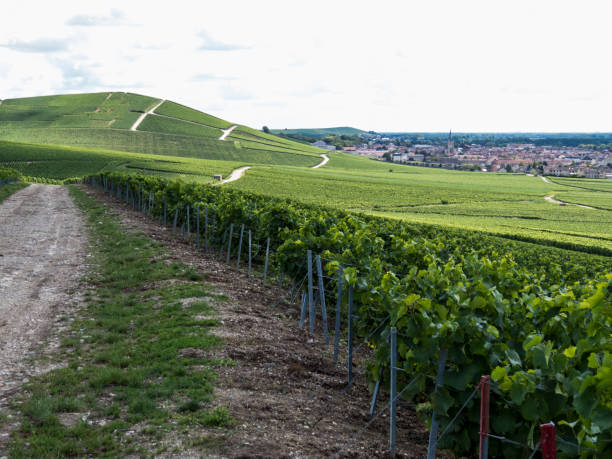 istock Ay, Champagne, France. 898310400