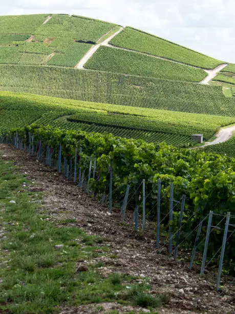 Ay, Champagne, France. Hills covered with vineyards in the wine region of Champagne, France.