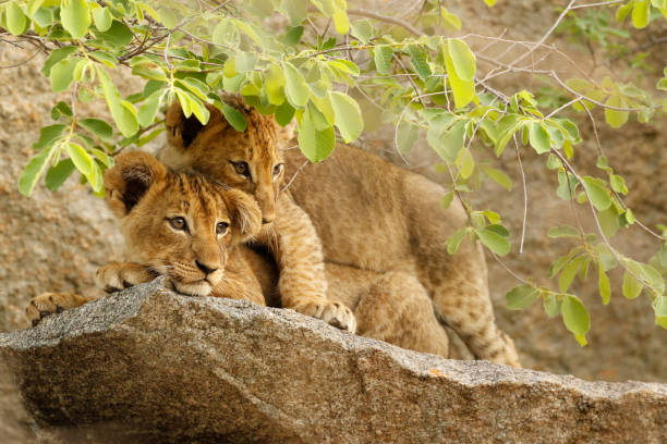 Animal African lion cubs cute wildlife babies cats safari nature stock photo