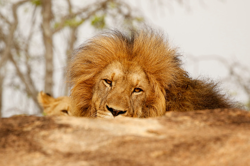 Animal African Male Lion Mane Wildlife Nature Safari Dangerous Cat Stock  Photo - Download Image Now - iStock
