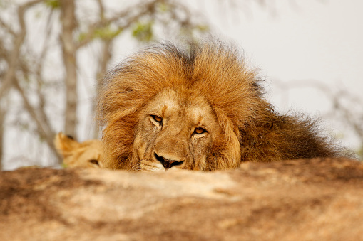 Animal African Male Lion Mane Wildlife Nature Safari Dangerous Cat Stock Photo - Download Image Now - iStock Animal African Male Lion Mane Wildlife Nature Safari Dangerous Cat Stock Photo - Download Image Now - iStock