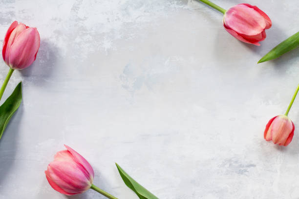 istock Background Valentine's Day or wedding. Pink tulips frame on a gray stone background. The apartment was lying. Top view with copy space. 898312146