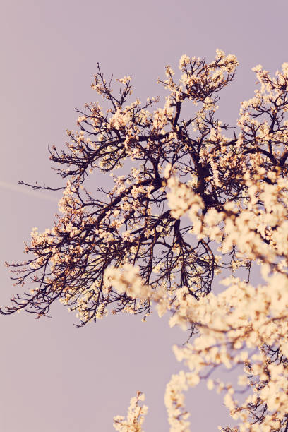 árbol con flores blancas - 16198 fotografías e imágenes de stock