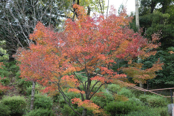 istock A fall season at kyoto in japan. 898316680