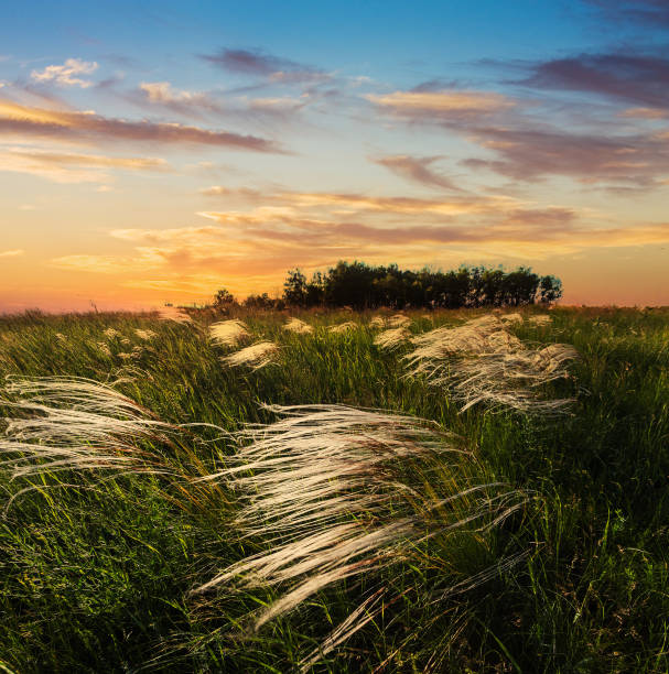 Feather grass at sunset in the field