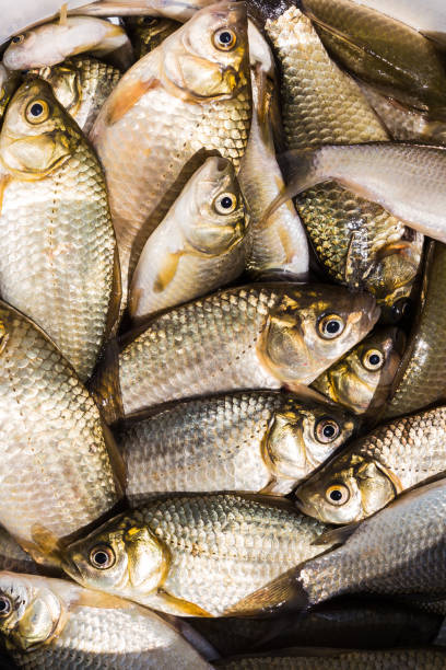 istock background of small fish caught in the river crucian 898317532