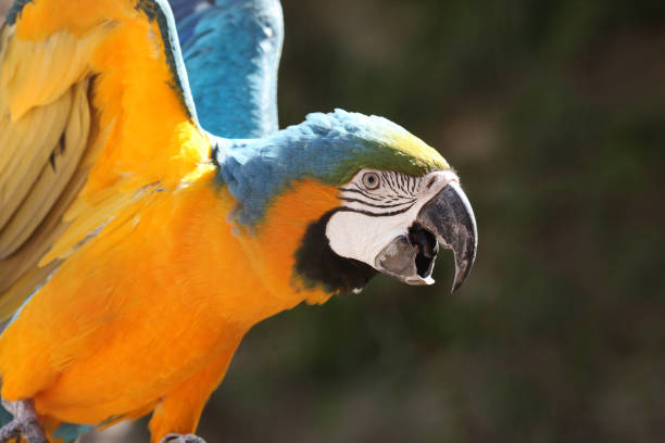 istock Yellow & Blue Macaw parrot leaning forward with its beak open, against a dark green background, Mexico, Central America. 898318254
