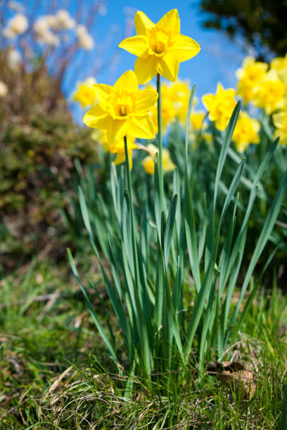 istock Yellow daffodils on garden in early spring 898319458