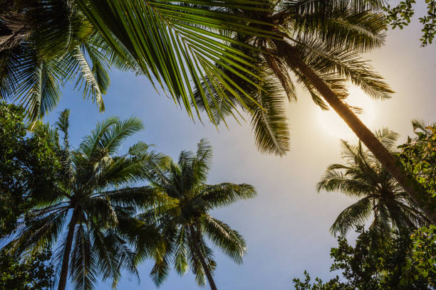 istock grove of coconut trees on a sunny day 898325788