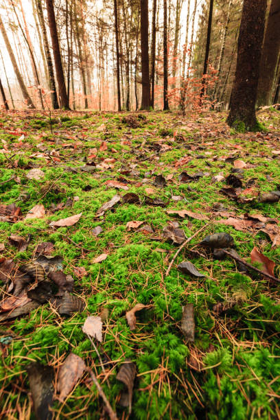 istock leaves in autumn on forest ground 898326180