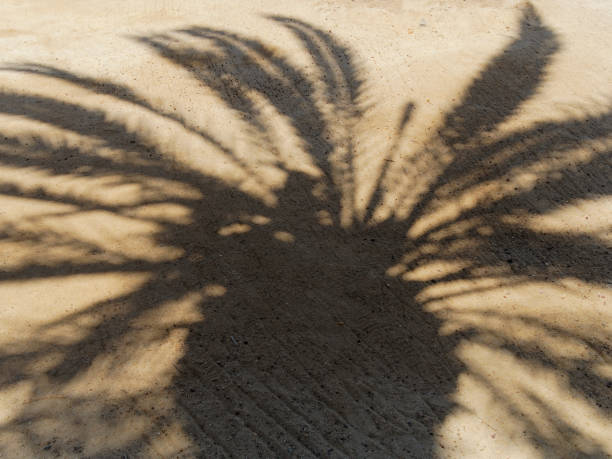 istock Shadow of Palm tree fronds on the sand 898326368