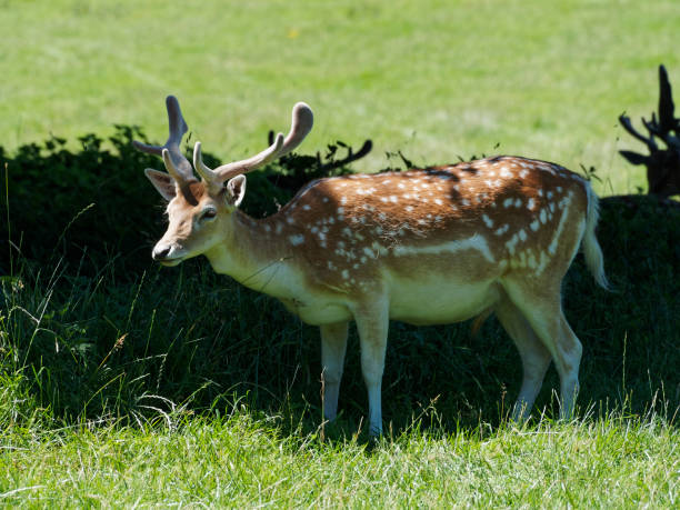 Red Deer standing in the sahdows