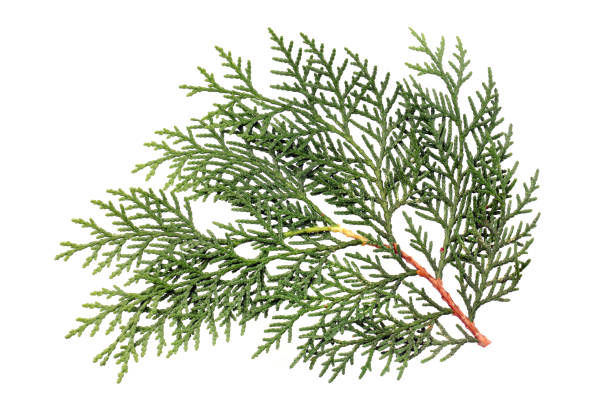 istock Pine Tree Branch Isolated  on the white background 898328440