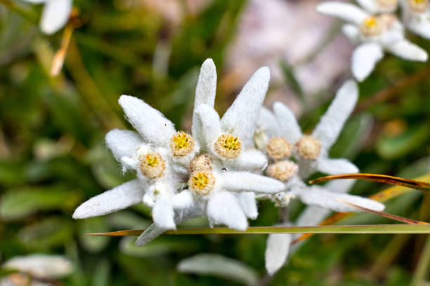 istock Edelweiss closeup in the mountains 898328592