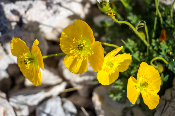 four yellow blossoms in the mountains