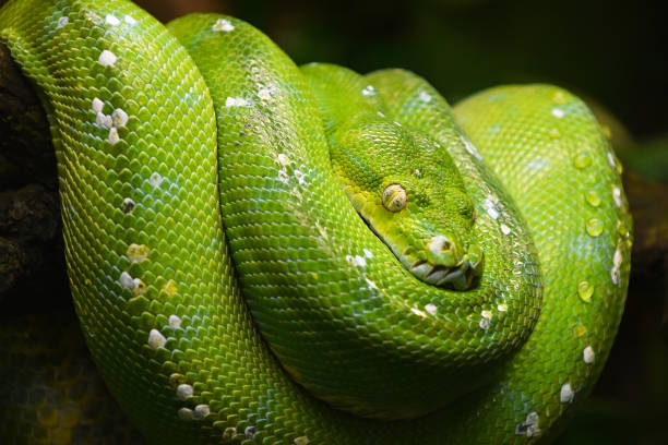 istock Close-Up Of Green Snake 898330918