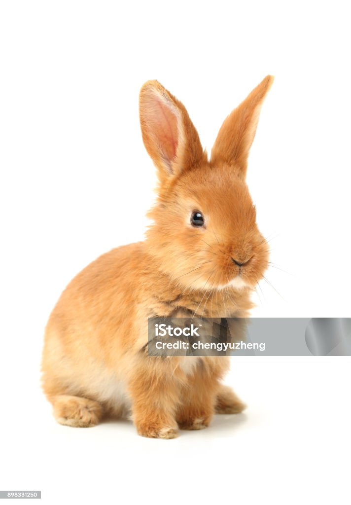 Coniglietto carino su sfondo bianco - Foto stock royalty-free di Coniglio - Animale