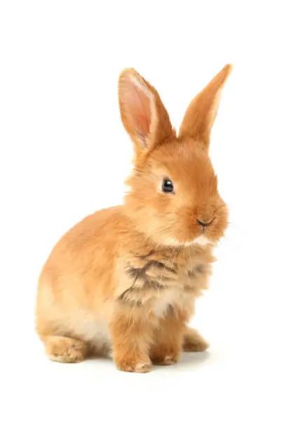 Photo of Cute little bunny on a white background