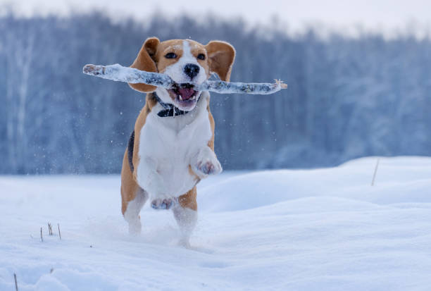 istock Beagle dog running around and playing with a stick in the snow 898332748