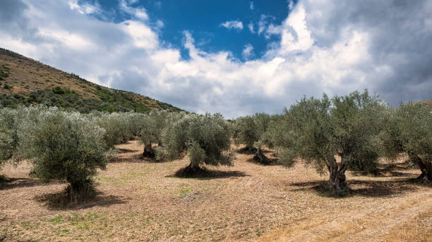 istock Mountain landscape in Abruzzi at summer 898337476