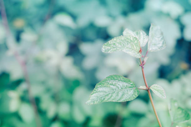 istock spring season  plant  green  leaves   nature background 898337866