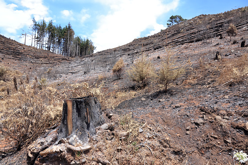 The remains of the forest after the fire on the island of Madeira