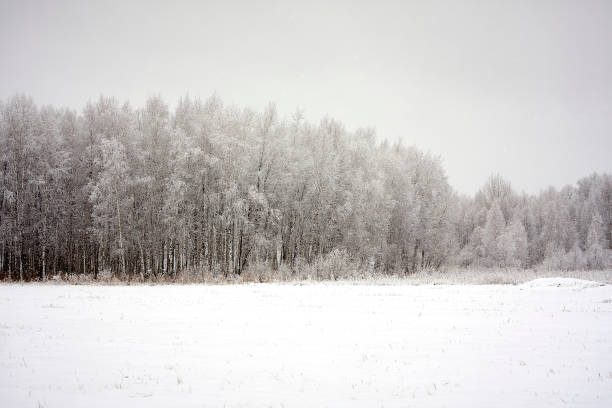 istock snowy farytale forest in siberia 898340616