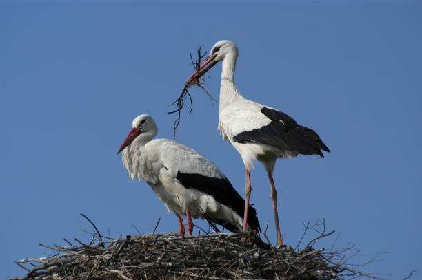 istock couple of white stork (Ciconia ciconia) 898341030