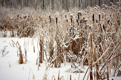 West siberia cane rush reed Scirpus under snow close up