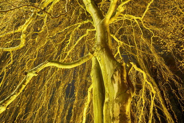 Botanischer Garten Berlin - Event Lighting